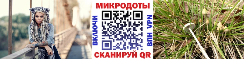 Купить где  Калининск  Псилоцибиновые грибы GOLDEN TEACHER 